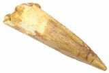 Fossil Spinosaurus Tooth - Real Dinosaur Tooth #382337-1
